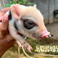 Gambar Micropig Babi Mini Berkualitas dari KASFIAST0RE undefined 5 Tokopedia