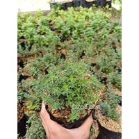 Gambar Tanaman Herbal / Toga / Daun Timi / Thime / Tymus Vulgaris dari DinoFlorist_NEW undefined 1 Tokopedia
