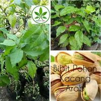 Gambar Bibit Tanaman Buah Kacang Arab/Pohon Kacang Arab Amazon Garbanzo MANTAB dari Gyeeef undefined 1 Tokopedia