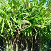 Gambar bibit tanaman buah salak gula pasir madu SB14 fres MANTAB dari Gyeeef undefined 1 Tokopedia