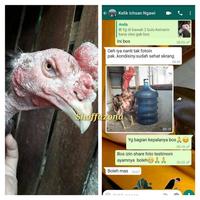 Gambar Obat Korep Ayam Paling Ampuh Obat Kurap Ayam Ampuh Obk Kurap Korep dari CV Pamungkas Jaya undefined 4 Tokopedia