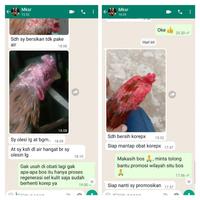 Gambar Obat Korep Ayam Paling Ampuh Obat Kurap Ayam Ampuh Obk Kurap Korep dari CV Pamungkas Jaya undefined 5 Tokopedia