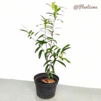 Gambar rendi+ Syzygium Jambos | Rose Apple Pomarosa | Pohon Buah Segar Jambu Mawar dari rendiiiiik undefined 2 Tokopedia