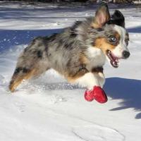 Gambar Pawz Disposable Rubber Dog Boots (UNTUK ANJING SEMUA UKURAN) D3V!! - Hitam, TINY dari bubah_shabr undefined 2 Tokopedia