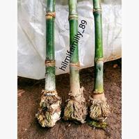Gambar bibit bambu petung bambu jumbo dari Sri wahyuni ss undefined 1 Tokopedia