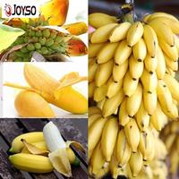 Gambar Ready JT 100Pcs Dwarf Bibit Pohon Pisang Bonsai Mini Tanaman Lang AT15 dari aundaridbn nh av undefined 5 Tokopedia