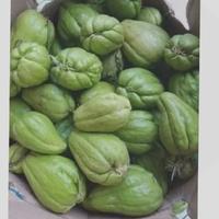 Gambar Bibit labu Siam si anggur beli 10 gratis 1 - buah labu super lebat - bibit sayur dari Sri wahyuni ss undefined 2 Tokopedia