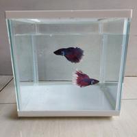 Gambar Aquarium Merk GEX 20x20x20 PxLxTcm (bisa untuk c) siap kirim jauh dari EXshopping undefined 2 Tokopedia
