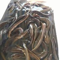 Gambar BELUT HIDUP IKAN BELUT SAWAH SEGAR 1KG NEEW - 1 Kiogram, Sedang11-15Ekor dari aijubaedahtokope undefined 2 Tokopedia