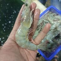 Gambar UDANG SEGAR FRESH - 1 KG TIPE VANAME KECIL/PANCET/PECI NEEW dari aijubaedahtokope undefined 1 Tokopedia