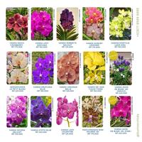 Gambar Anggrek Dendrobium Klaten Bersinar - Seedling Foresta Orchids Bumi Bibit Dendro Bulat Keriting dari Bumi Orchids & Tillandsia undefined 4 Tokopedia