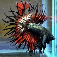 Gambar Hiasan Aquarium Or Ikan Hias Cupang Serit Or Ct Or Crowntail Terbatas dari Trendy Traile undefined 2 Tokopedia