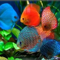 Gambar BAZAAR IKAN DISCUS 2INC/JENIS JENIS DISCUS/IKAN HIAS AQUASCAPE/AIR TAWAR dari BloomBazaar. undefined 2 Tokopedia