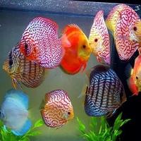 Gambar BAZAAR IKAN DISCUS 2INC/JENIS JENIS DISCUS/IKAN HIAS AQUASCAPE/AIR TAWAR dari BloomBazaar. undefined 3 Tokopedia