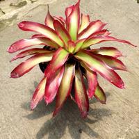 Gambar Tanaman Hias Bromelia Api Harga Promo dari New Gateyu store undefined 1 Tokopedia