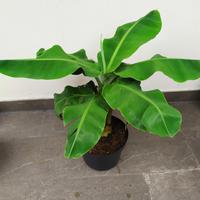 Gambar Tanaman Hias Pohon Pisang Kerdil / Dwarf Banana Best Quality dari New Gateyu store undefined 2 Tokopedia