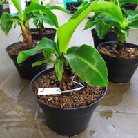 Gambar Tanaman Hias Pohon Pisang Kerdil / Dwarf Banana Best Quality dari New Gateyu store undefined 1 Tokopedia