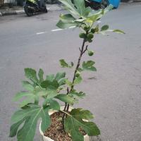 Gambar pohon buah tin green jordan sudah berbuah / tanaman buah tin dari biometrik shop official undefined 4 Tokopedia