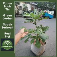 Gambar pohon buah tin green jordan sudah berbuah / tanaman buah tin dari biometrik shop official undefined 1 Tokopedia