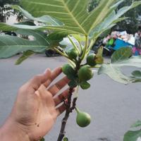 Gambar pohon buah tin green jordan sudah berbuah / tanaman buah tin dari biometrik shop official undefined 5 Tokopedia