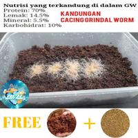 Gambar Grindal Worm | Cacing Grindal Worm | Pakan Ikan Guppy dari Hook Line & Sinker undefined 1 Tokopedia
