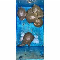 Gambar Pio/Bulus Hidup 1 Kg Fresh - 1 Kilo 1 Pcs dari SEMUDAASHP768 undefined 4 Tokopedia