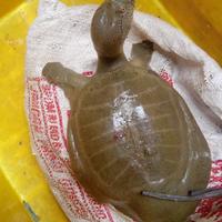 Gambar Pio/Bulus Hidup 1 Kg Fresh - 1 Kilo 1 Pcs dari SEMUDAASHP768 undefined 1 Tokopedia