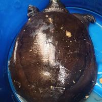 Gambar Pio/Bulus Hidup 1 Kg Fresh - 1 Kilo 1 Pcs dari SEMUDAASHP768 undefined 3 Tokopedia