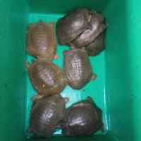 Gambar Pio/Bulus Hidup 1 Kg Fresh - 1 Kilo 1 Pcs dari SEMUDAASHP768 undefined 5 Tokopedia