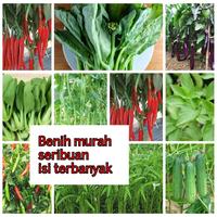 Gambar PART1 Termurah Aneka Bibit sayur benih sayuran seribuan hidroponik sawi pokcoy bayam tomat cabai terong bayam kangkung timun selada - lobak merah dari Rchshop8 undefined 1 Tokopedia