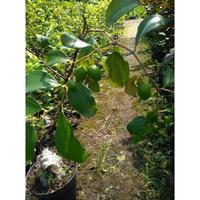 Gambar Ready Bibit Apel Futsa Super Manis dari Bloomify Garden undefined 5 Tokopedia