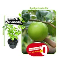 Gambar Ready Bibit Apel Futsa Super Manis dari Bloomify Garden undefined 2 Tokopedia