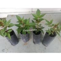 Gambar bibit andaliman bibit tuba ittirittir pohon 20cm ke atas rorrru 8578hv dari toko rusnamie undefined 2 Tokopedia