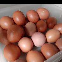 Gambar Pakan Komplit Pur ayam Petelur gold coin 105 unggas grosir - 50 KG, GoSend - 50 KG, Kargo dari Ghenald store undefined 3 Tokopedia