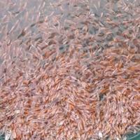 Gambar Bibit ikan Nila merah literan (khusus / instan) dari khairaa store undefined 2 Tokopedia