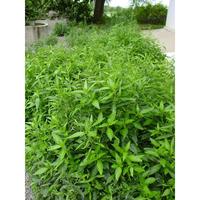 Gambar Daun Sambiloto Herbal Segar - 200 Lembar dari NURBANI SHOP TOKOPEDIA undefined 5 Tokopedia
