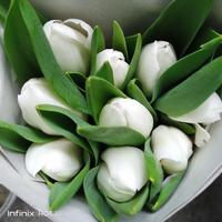 Gambar bunga tulip putih asli 10 tangkai dari Gudang Jaya 21 undefined 1 Tokopedia