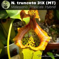 Gambar Tanaman Karnivora Kantong Semar Nepenthes Truncata 31X MT dari INDO SMART JKT undefined 4 Tokopedia
