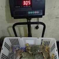 Gambar Ready Gan Rajungan Hidup/Rajungan Segar/Rajungan Fresh 1Kg Isi 9 Sampai 7 Ekor Ready Gan dari ExoFishing Biota undefined 2 Tokopedia