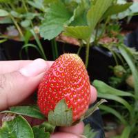 Gambar Paket 5 Bibit Strawberry Dataran Rendah - Bibit Strawberry Jumbo Paket Hemat dari Garangans undefined 4 Tokopedia