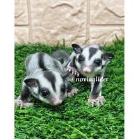 Gambar Sugar Glider Joey Classic Grey dari tanjung petshop undefined 1 Tokopedia