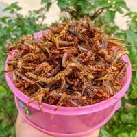 Gambar BELALANG GORENG / WALANG GORENG snack murah - gurih asin dari OWNER BELALANG BOYOLALI undefined 1 Tokopedia