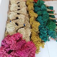 Gambar Bunga kering edelweis bahan buket bunga kering - natural dari 3R VARIETY STORE undefined 3 Tokopedia