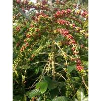 Gambar Benih Bibit kopi Arabika Ateng super pucuk coklat/merah 1kg. Benih Siap Semai dari Muger Coffee seeds undefined 5 Tokopedia