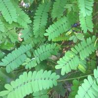 Gambar Obat Herbal Batuk Alami Daun Saga Segar - Obat Herbal Daun Saga Segara untuk Kesehatan Anda dari cempaka green house undefined 1 Tokopedia