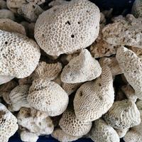Gambar HIASAN AQUARIUM BATU KARANG LAUT / KARANG METEOR NATURAL ALAM 1 KG - 1KG dari RAJA AQUARIUM BEKASI undefined 4 Tokopedia