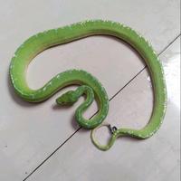 Gambar green tree python|uler hijau papua|molaria perdilis dari SNACK PREDATOR undefined 3 Tokopedia
