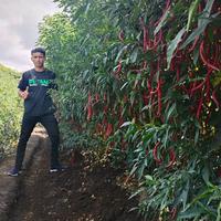 Gambar Benih Cabe lokal Merah Keriting Tinggi 2 meter Bibit dari Pusat Benih undefined 3 Tokopedia