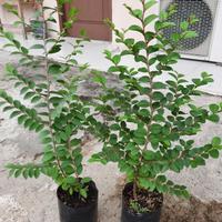 Gambar Tanaman Hias Pohon Bidara Arab Asli Rimbun Tinggi 30 cm Pot - Tanaman Saja dari suryafloura undefined 4 Tokopedia