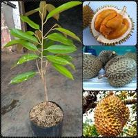 Gambar Bibit Durian Black Thorn – Si Raja Durian Premium untuk Pecinta Durian Sejati dari Tunas Bumi undefined 1 Tokopedia